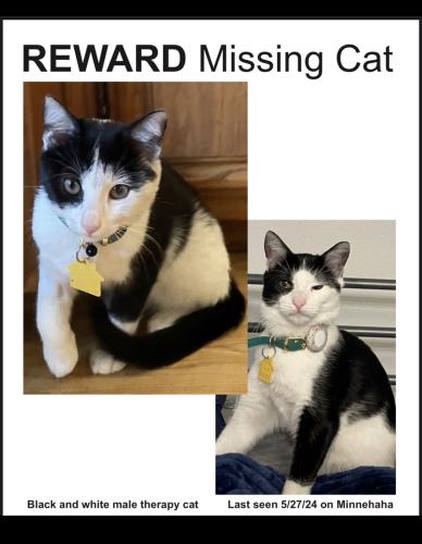 Lost Male Cat last seen SFV, Los Angeles, CA 91344
