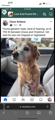 Lost Male Dog last seen Chestnut street , Wilmington, NC 28401