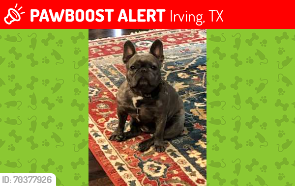 Lost Male Dog last seen Camino Lago /  Sansaba, Irving, TX 75039