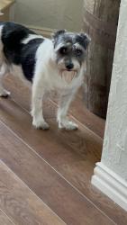Reunited Male Dog last seen Rose hill and E peters colony , Carrollton, TX 75007