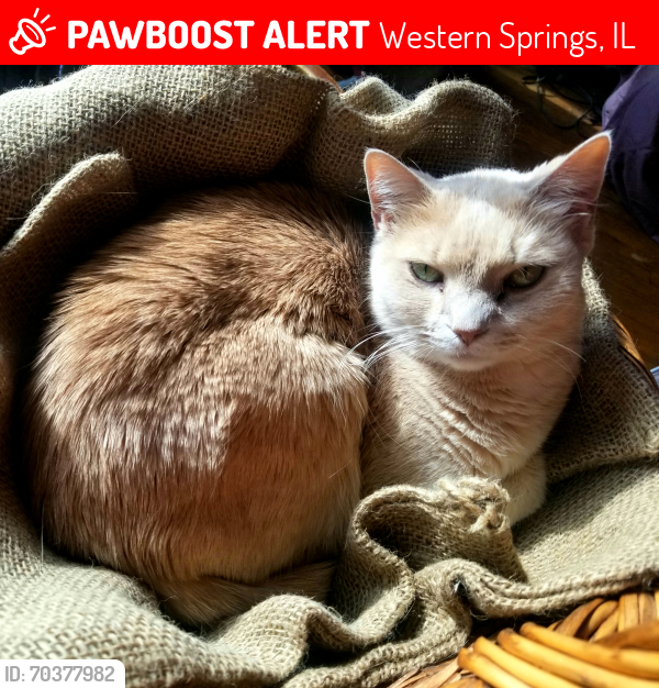 Western Springs, IL Lost Female Cat, Misu Is Missing | PawBoost