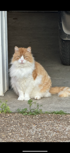 Lost Male Cat last seen Near green gable circle Terry MS 39170, Terry, MS 39170
