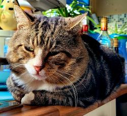 Lost Male Cat last seen Blendworth Crescent, Havant, Hampshire, England PO9