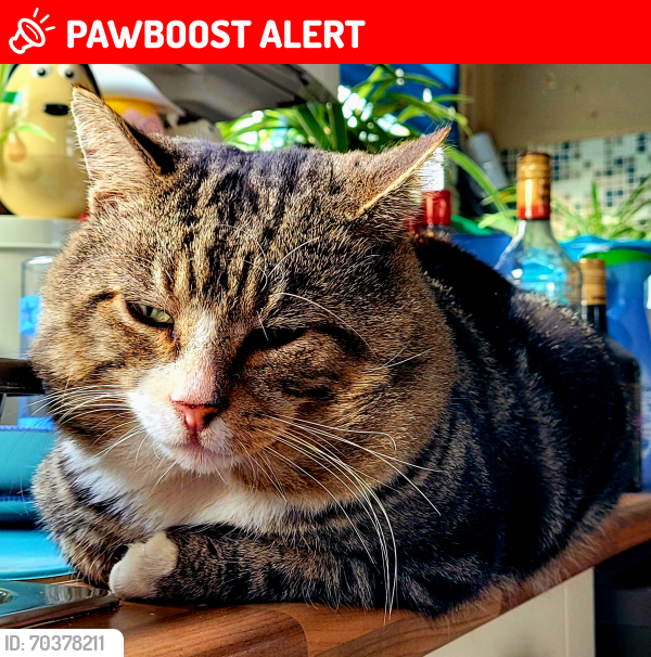 Lost Male Cat last seen Blendworth Crescent, Havant, Hampshire, England PO9
