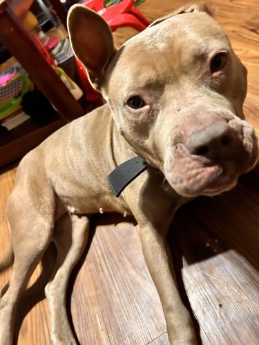 Lost Female Dog last seen Forest hill high school , Jackson, MS 39212