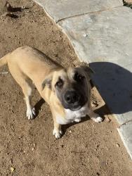 Reunited Female Dog last seen Near Stillwater Dr, Victorville, CA 92395, USA, Victorville, CA 92395