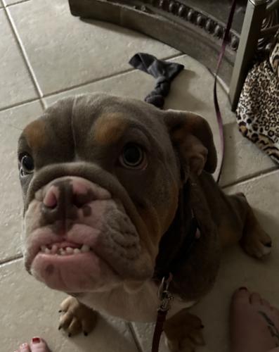 Lost Female Dog last seen High Point Dr, Venice, FL 34292