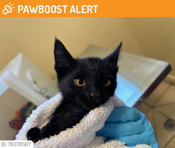 Shelter Stray Female Cat last seen SPANNER ST, Pasadena, CA 91105
