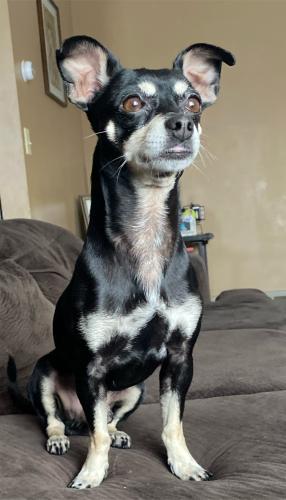Lost Male Dog last seen Rock and life , Willmar, MN 56201