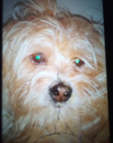 Lost Male Dog last seen Near ND and Washington, Spokane, WA 99201