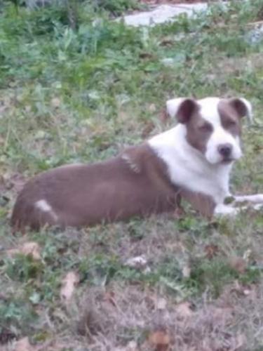 Lost Female Dog last seen Cottondale Baptist church , Cottondale, AL 35453