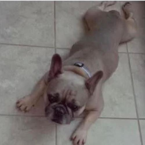 Lost Male Dog last seen Texas Timbers and Freeman ranch sub division, Katy, TX 77493