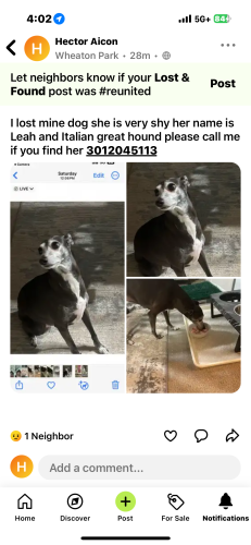 Lost Female Dog last seen Cvs, Wheaton-Glenmont, MD 20906