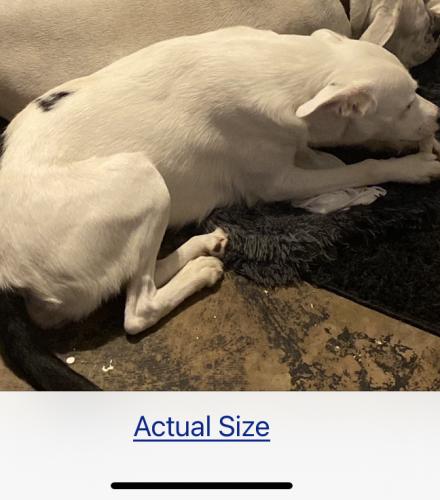 Lost Female Dog last seen Military Drive and Shady Grove, San Antonio, TX 78227