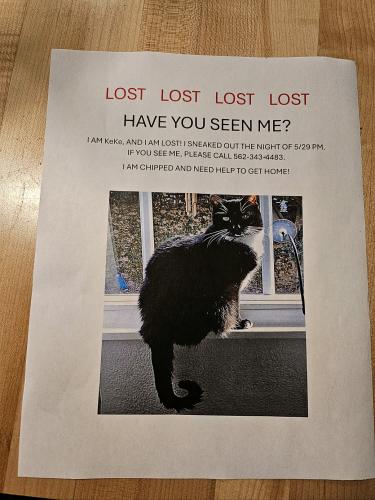 Lost Female Cat last seen Bolsa and Edwards, Huntington Beach, CA 92647