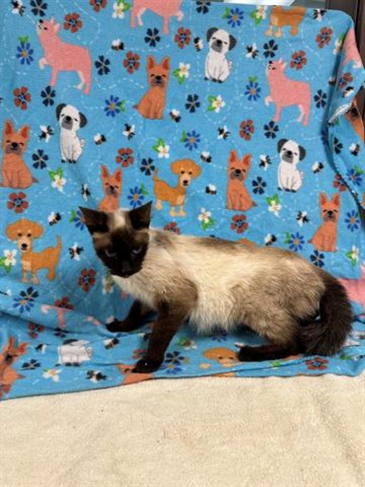 Shelter Stray Female Cat last seen , Palmdale, CA 93550