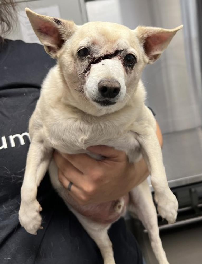 Shelter Stray Male Dog last seen Auberry Rd & E Copper Ave, Clovis Zone Fresno CO 4 93619, CA, Fresno, CA 93706