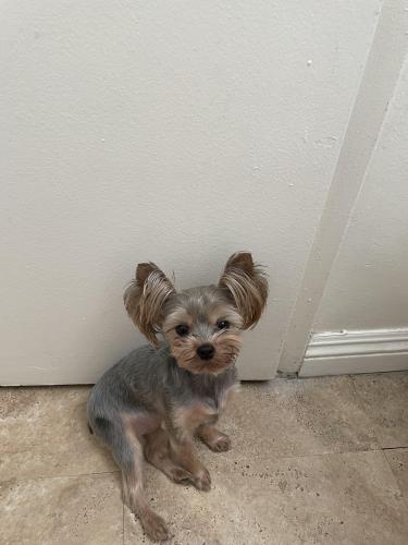 Lost Female Dog last seen 7th St between Indiana and Los Robles , Buena Park, CA 90621