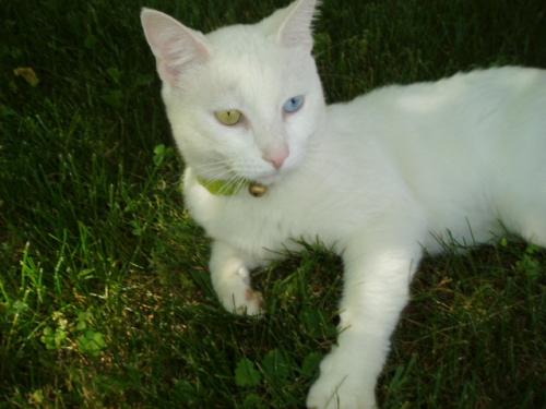 Lost Male Cat last seen Birchwood, Garfield Blvd, Garfield Heights, OH 44125