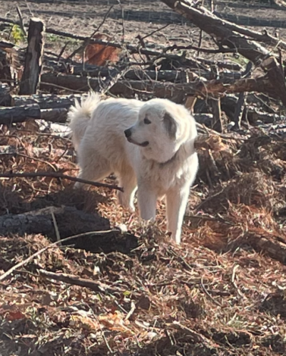 Lost Male Dog last seen Edwards Rd Sanford NC 27332, Lee County, NC 27332