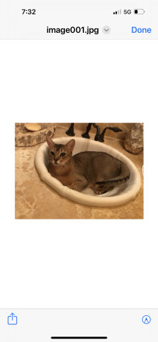 Lost Male Cat last seen Shady Tree and Winchester Club Dr , Meadow Vista, CA 95722