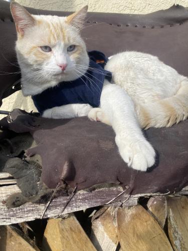 Lost Male Cat last seen Near st Phillip neri and a small mini market, Lynwood, CA 90262