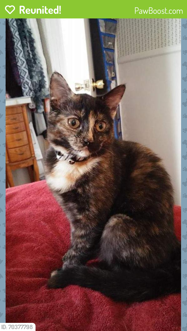 Reunited Female Cat in Rochester, NY 14616 (ID: 70377798) | PawBoost