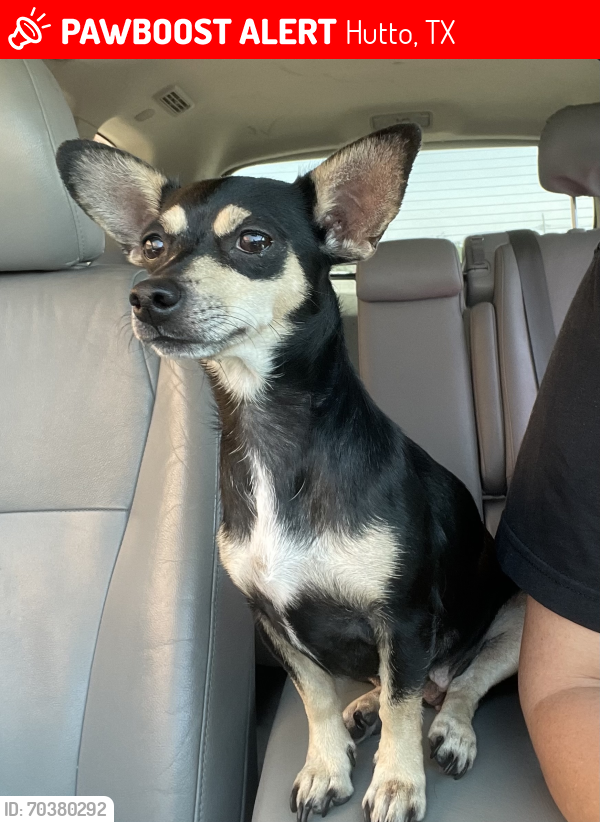Lost Female Dog last seen Behind Hutto High School, Hutto, TX 78634