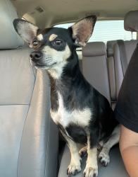 Lost Female Dog last seen Behind Hutto High School, Hutto, TX 78634