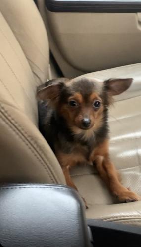 Lost Female Dog last seen McKinley ave Des Moines IA, Des Moines, IA 50315