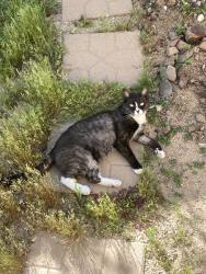 Lost Female Cat last seen Kalanchoe & Caraway Ct & Camelina St., Menifee, CA 92584