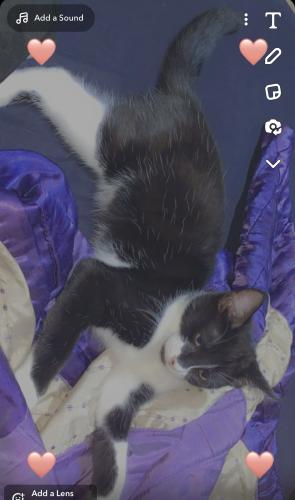 Lost Male Cat last seen At the top of spinning hill park near Harrington road , Leicester, England 