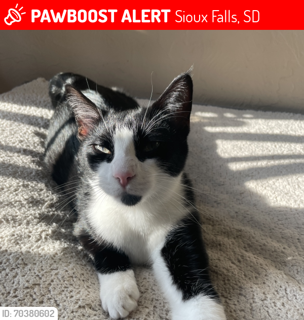 Lost Male Cat last seen 466th Ave and 268th st, Sioux Falls, SD 57106