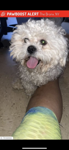 Lost Male Dog last seen Story and Noble ave , The Bronx, NY 10473