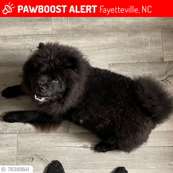 Lost Female Dog last seen College Lake Park, Fayetteville, NC 28311