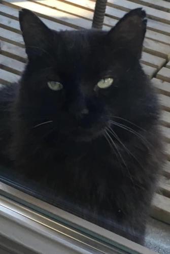 Lost Male Cat last seen Jane/Norwood Maple, ON, Vaughan, ON L6A