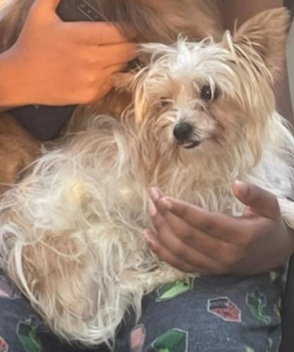 Lost Male Dog last seen Avenue A and Raymond st, Schenectady, NY 12308