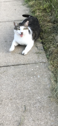 Lost Male Cat last seen Yard at 231 Madison Street, Coatesville, PA 19320
