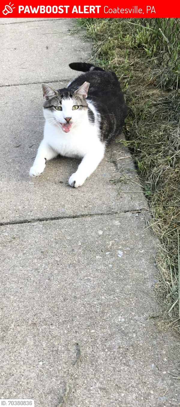 Lost Male Cat last seen Yard at 231 Madison Street, Coatesville, PA 19320
