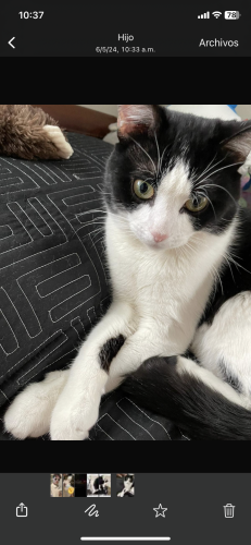 Lost Male Cat last seen Chicago aveni, Knoxville, TN 37917