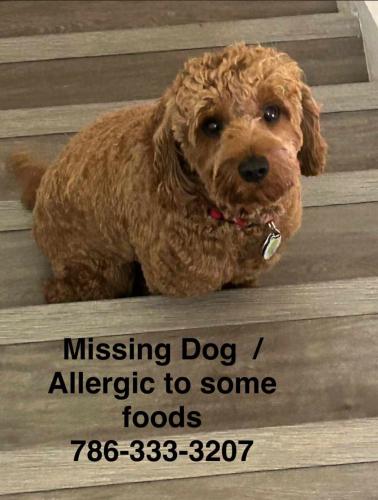 Lost Male Dog last seen Miami fl 33186, Miami, FL 33186