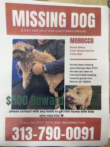Lost Male Dog last seen Livernois/webb, Detroit, MI 48204