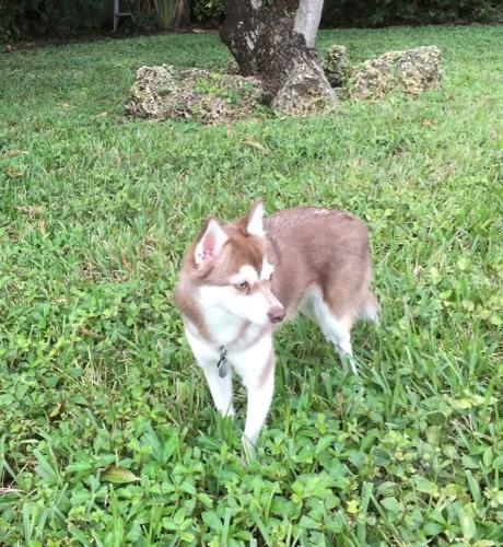 Lost Female Dog last seen Near Sheridan ave Miami Beach FL , Miami Beach, FL 33140