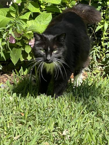 Lost Male Cat last seen Shadywood and Green Tree, Houston, TX 77057