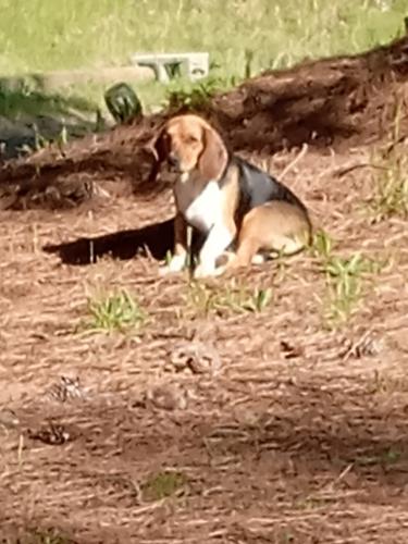Lost Female Dog last seen Richmond , Richmond, VA 23231