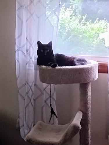 Lost Female Cat last seen Near Chatham drive and Mentor Ave, Painesville Township, OH 44077