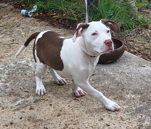 Lost Female Dog last seen Near avenida 181st  terra, Miami, FL 33177