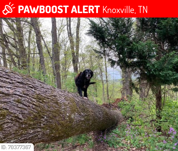 Lost Male Dog last seen Near Sevierville Pike, Ancient Lore Village Area, Knoxville, TN 37920