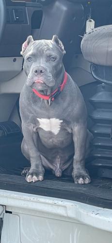 Lost Male Dog last seen Grand Avenue and 176th street, The Bronx, NY 10453