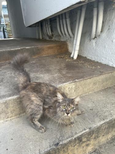 Found/Stray Unknown Cat last seen pacific place apmts, Fullerton, CA 92831